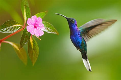  Le Chant du Colibri : Une Ode Vibrant à la Nature en Mouvement